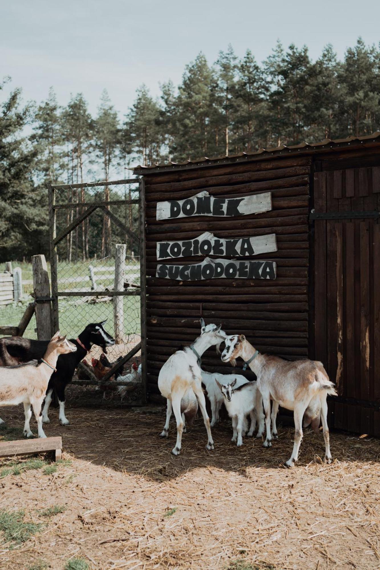 Вилла "Koziolek Suchodolek" Brody  Экстерьер фото